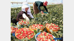 김해 딸기농가 390kg 780만원 훔친 50대 검거… 주점 판매