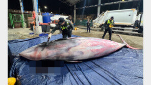 포항 앞바다서 5.8m 밍크고래 죽은 채 발견…8100만원에 위판