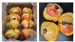 베트남 망고서 잔류농약 초과검출…“이 제품 먹지 마세요”