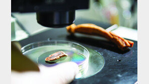 필름 한 장에 홍삼 영양분이 쏙∼… R&D 역량 강화해 경쟁력 키운다 