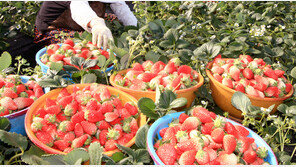 딸기 도둑 잡고 보니 이웃… 한달간 780만원어치 훔쳐 