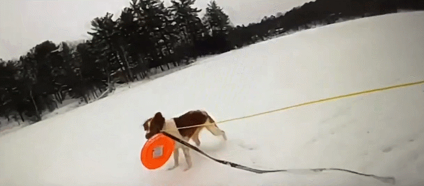 구명 밧줄 목에 걸고 달려갔다…얼음물 빠진 주인 구한 반려견(영상)