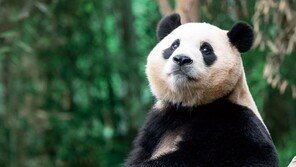 ‘용인 푸씨’ 푸바오, 4월 中 쓰촨성으로 떠난다…3월초까지만 공개