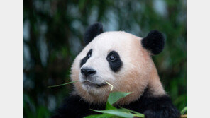 푸바오, 4월 초 중국으로 떠난다…3월 초까지만 일반 공개