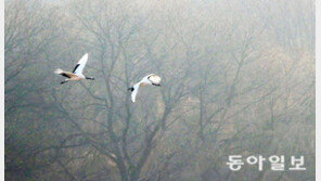 [포토 에세이]겨울 손님