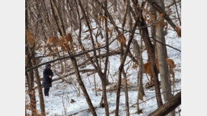 “드론으로 찾았 소”…옥천서 탈출한 송아지 13일만에 주인 품으로