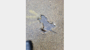 ‘쥐구멍’ 보려고 시카고에 몰려온 관광객들…치즈·꽃 두고 가기도