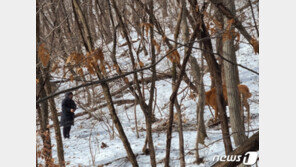 “드론으로 찾았소” 축사 탈출한 송아지, 13일 만에 주인 품에 