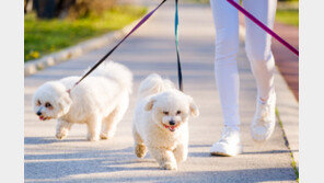 길에서 달려든 강아지 걷어차…시비 붙자 견주 폭행한 부부 벌금형 