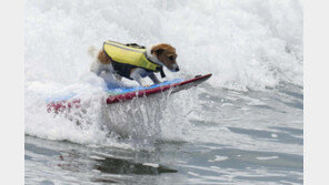 강아지가 서핑을?…‘서핑하는 페루 강아지’ 화제