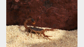 남아공서 전갈 잡은 20대 한국 관광객, 2700만원 벌금형 선고