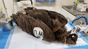 어디서 왔니?…美동물원 인식표 단 독수리 광양서 발견