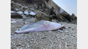 백령도 해안서 길이 7.4m 밍크고래 사체 발견…“폐사 원인 밝혀야”