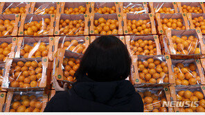 사과값 뛰니 감귤도 귀한 몸…개당 500원 훌쩍 조사 이래 최고