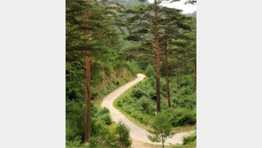 산림청, 설 연휴기간 임도 한시적 개방…성묘객 편의 제고