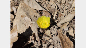 입춘 앞두고 봄 시작 알리는 ‘복수초’ 꽃망울 터트려