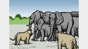 사자 vs 코끼리 누가 이길까[서광원의 자연과 삶]〈84〉