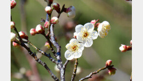 일요일 ‘입춘’ 진짜 봄 날씨…서울 낮 10도, 51년만에 최고