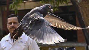 中간첩 의심받아 인도 경찰에 붙잡힌 비둘기…8개월만에 풀려나