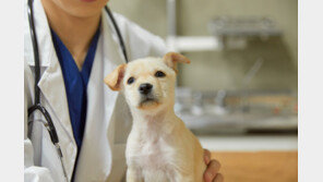 “그 병원 가지 마라. 반려견 죽어…” 댓글, 명예훼손 ‘무죄’ 