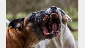 맹견 키우려면 30일 내 허가신청해야…수입신고도 의무화