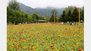 가평군 ‘자라섬 꽃’ 축제… 2연속 경기 관광 축제 선정
