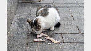 길냥이가 명절 한우 택배 물어가…누구 책임?