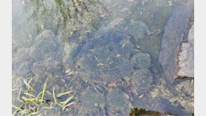 ‘한 달 빨라진 개구리 산란’…변산반도서 개구리 집단 산란지 발견