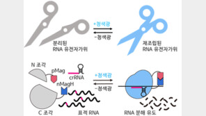 KAIST, 푸른 빛 비추면 ‘불량 유전자’ 잘라내는 유전자 가위 기술 세계 최초 개발