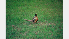 꿩 잡으려고 쏜 엽탄이 행인 얼굴에…70대 엽사 유죄