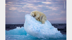 가슴 먹먹…표류 빙산위 북극곰의 ‘위태로운 낮잠’