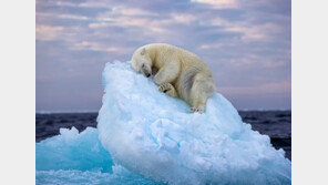 쪽잠 자는 북극곰 ‘올해의 야생사진상’