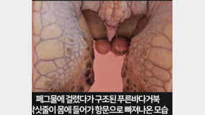 낚싯줄이 항문으로, 한쪽 팔 잘리고…폐어구에 만신창이 제주 바다 거북이