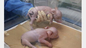 인체 장기이식용 ‘유전자 변형 돼지’ 나왔다