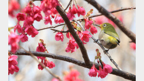 홍벚꽃이 반가운 동박새… 오늘 낮 최고기온 13~19도
