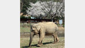 사람 나이 90살…국내 최고령 59살 코끼리 ‘사쿠라’ 하늘로 떠났다
