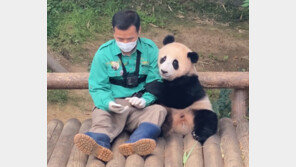 푸바오 인기에 에버랜드 유튜브 조회수 5억뷰 돌파…‘업계 최초’ 