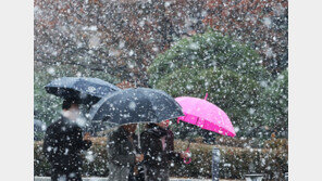 어제 봄날, 오늘 눈 펑펑…강원 17.9㎝ 쌓이고 서울도 강한 눈발