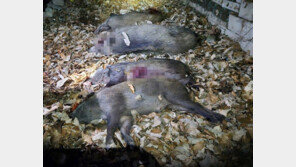 도봉구 놀이터에 멧돼지 무리 출몰…“4마리 사살”