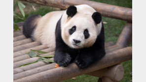 푸바오, 3월 3일까지만 볼 수 있다…이후 검역 위해 비공개