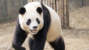 “푸바오, 널 만난 건 기적이야”…3월 3일 국내 마지막 인사