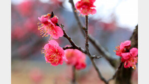 봄 소식 알리는 매화 ‘활짝’