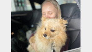 “반려동물 안고 운전하지 마세요” 교통사고 위험 4.7배 급증