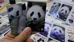 푸바오 교통카드 2만장 한정판매 