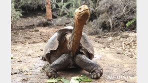 흙 옮기고 씨 뿌리고…갈라파고스 생태계 회복 돕는 ‘이 동물’