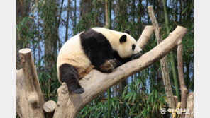 “판다 가족 보려 방 얻었어요”…찐팬들이 말하는 푸바오 덕질 이유