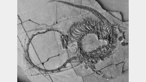 中서 2억 4000만 년 전 ‘용’ 모양 화석 발견…정체는?