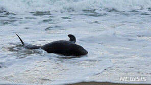 울진 해안가 떠밀려온 큰머리돌고래…“살아 있다”