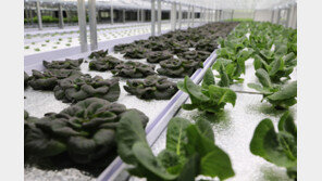 롯데정보통신, ‘AI·빅데이터·클라우드’ 활용 스마트팜 공개… 도시농부 지원하고 키운다