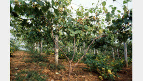 대전서 포도나무 100그루 사라져…밑동만 남았다